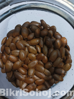 করোসলের বীজ ৫ পিচ